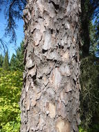 Image of jack pine