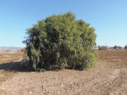 Слика од Acacia retinodes Schltdl.