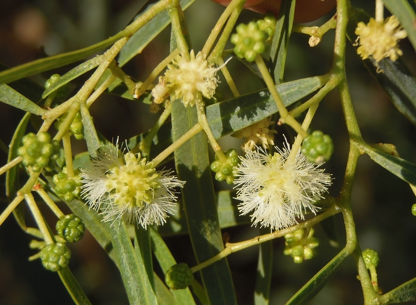 Imagem de Acacia retinodes Schltdl.