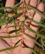 Image of water wattle