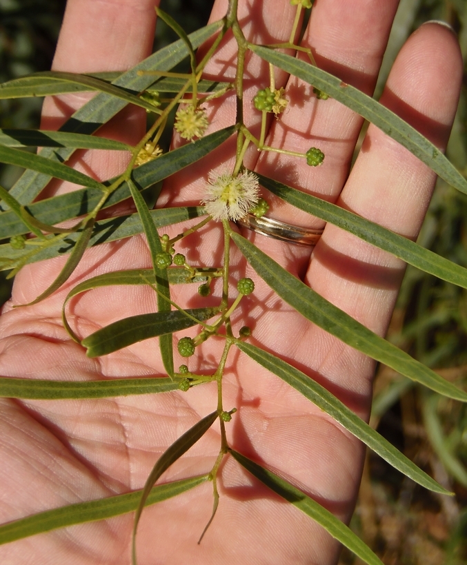 Image of water wattle