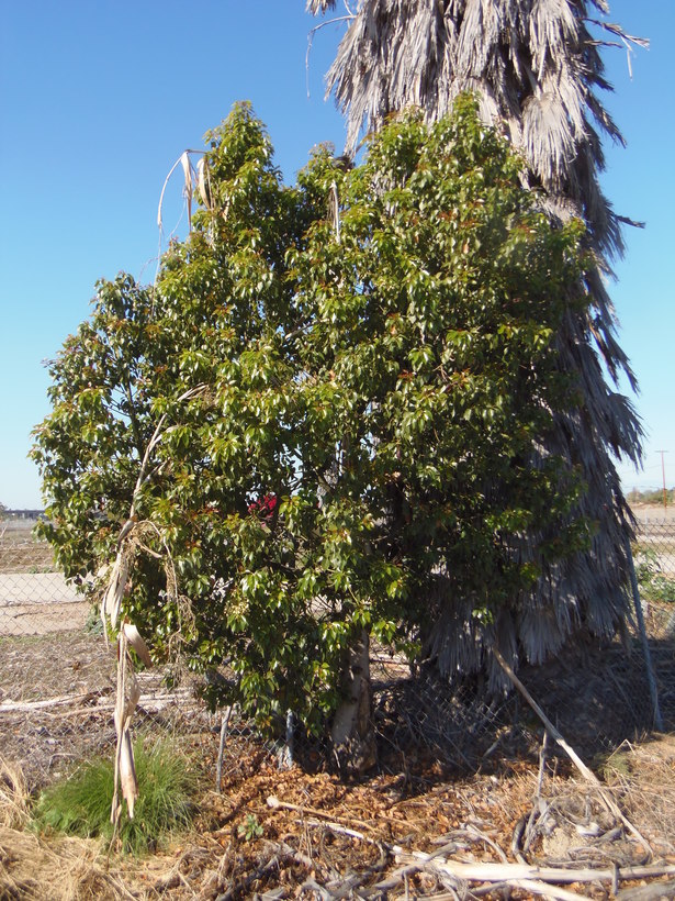 Image of kurrajong