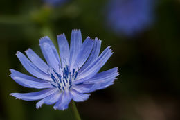 Image of chicory