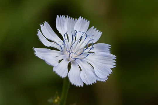 Image of chicory