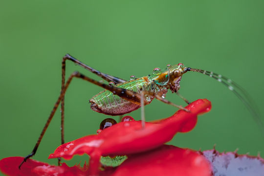 Image of Scudder's bush katydids