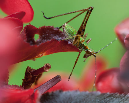 Image of Scudder's bush katydids