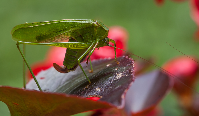 Image of Scudder's bush katydids