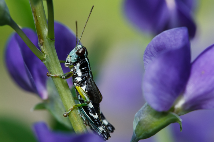 Melanoplus viridipes Scudder & S. H. 1897的圖片