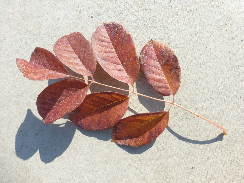 Image of American Ash