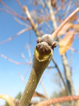 Plancia ëd Fraxinus americana L.