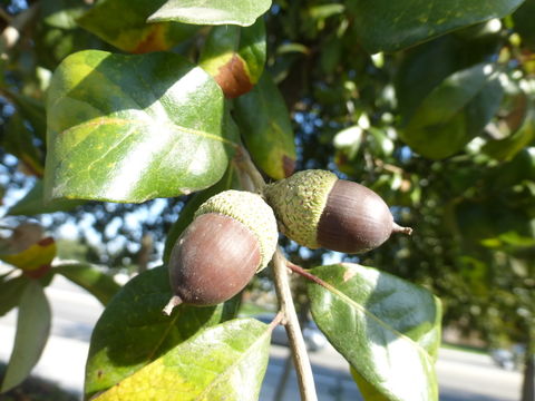 Image of Southern Live Oak