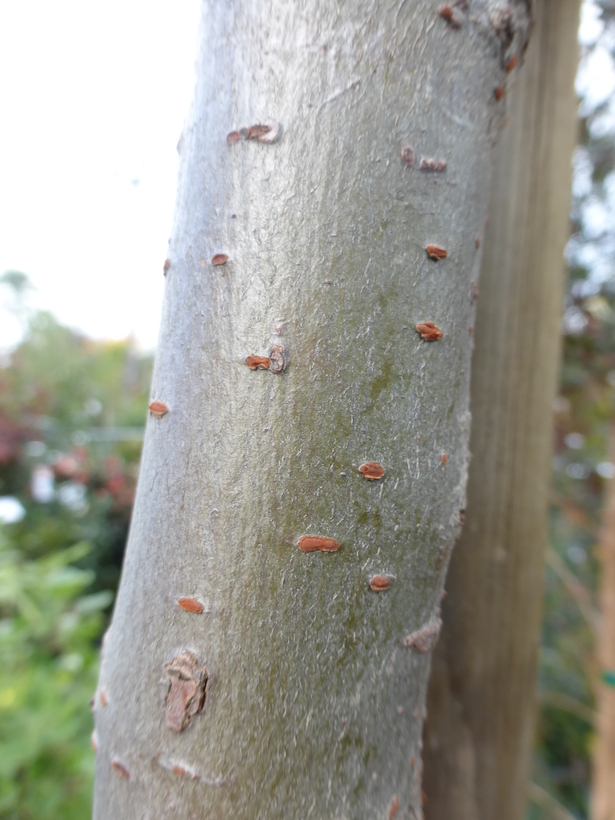 Image of Chinese elm