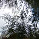 Imagem de Acacia subporosa F. Muell.
