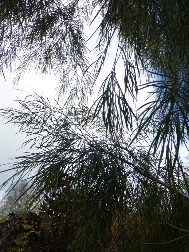 Image of Acacia subporosa F. Muell.