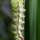 Image of Io Moth