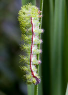 Image of Io Moth