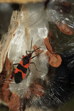 Image of Large Milkweed Bug