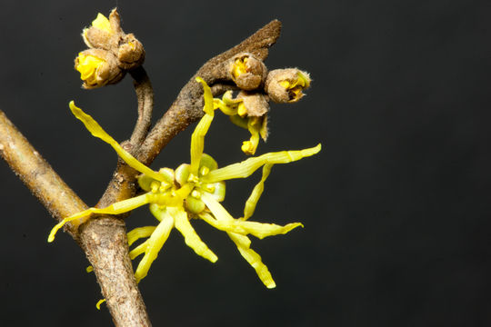 Image of American witchhazel