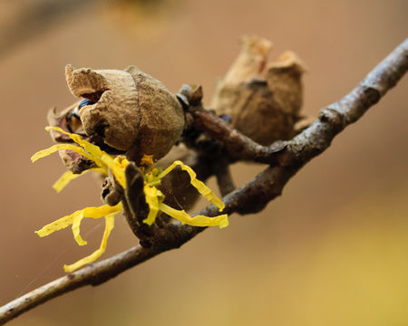 Imagem de Hamamelis virginiana L.