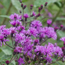 Vernonia resmi