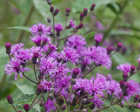 Image of giant ironweed