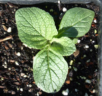 Image of Verbascum macrurum Ten.