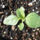 Image of Verbascum macrurum Ten.