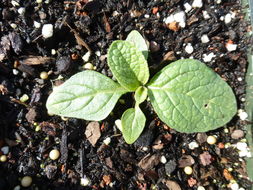 Image of Verbascum macrurum Ten.