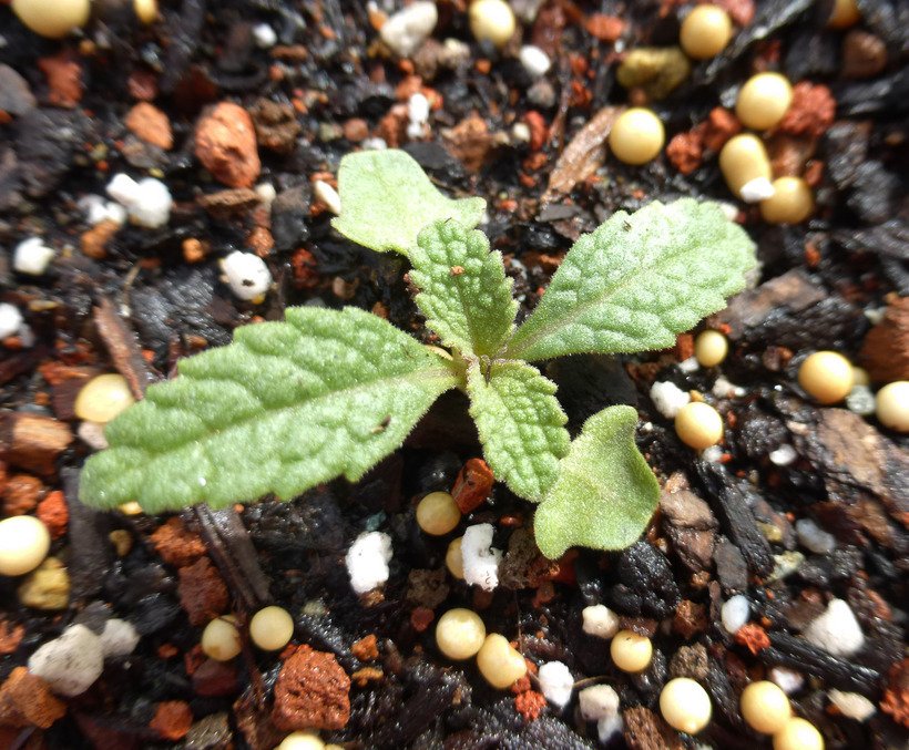 Image of white sage