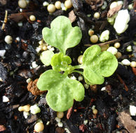 Image of Iceland Poppy