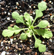 Image of corn poppy