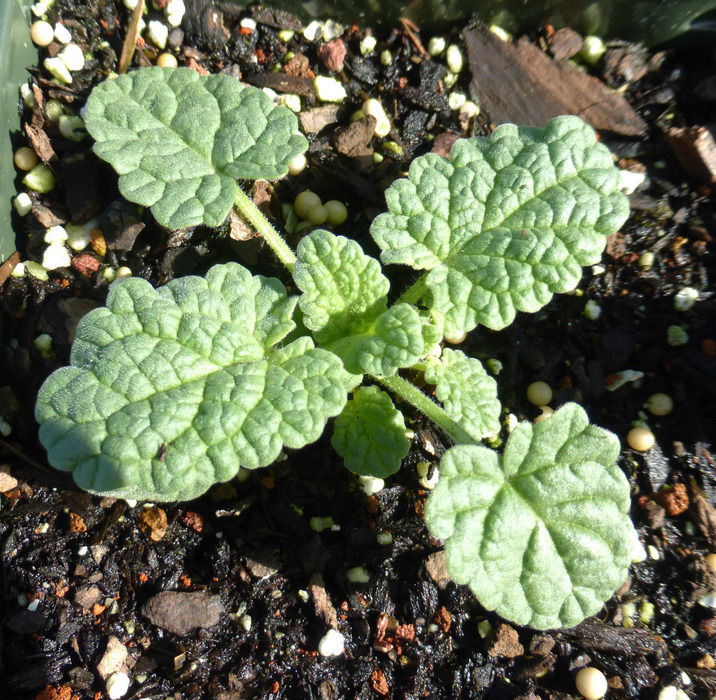 Image of Nepeta tuberosa L.