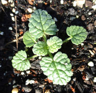 Image of Nepeta tuberosa L.