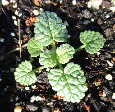 Nepeta tuberosa L.的圖片