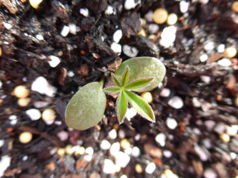 Plancia ëd Lupinus polyphyllus Lindl.