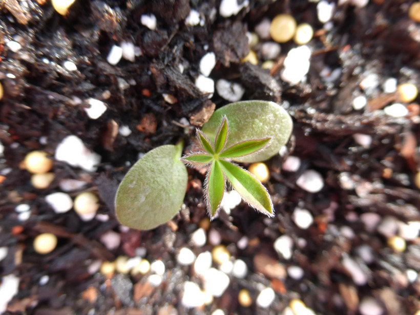 Image of big-leaved lupine