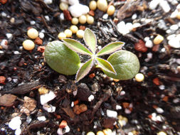 Image of big-leaved lupine