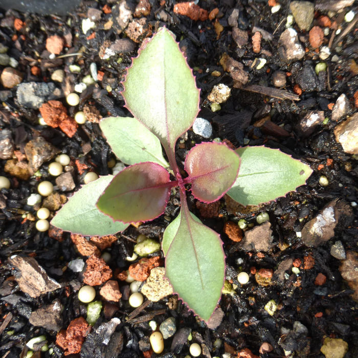 Image of desert penstemon