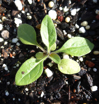 Imagem de Petunia integrifolia (Hook.) Schinz & Thellung