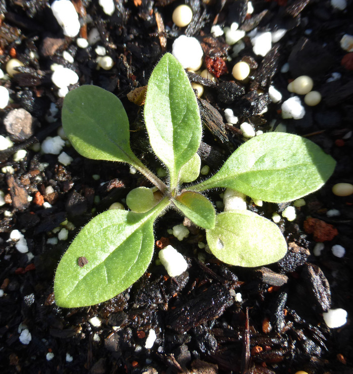 Image of Violet-flower petunia