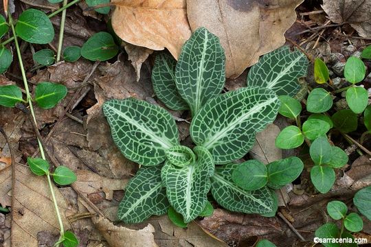 Image of downy rattlesnake plantain