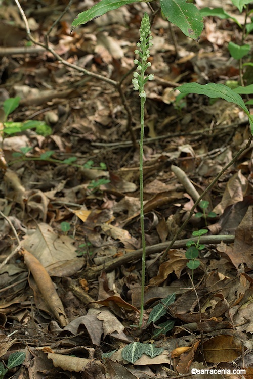 Image of downy rattlesnake plantain