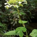 Image of wild hydrangea