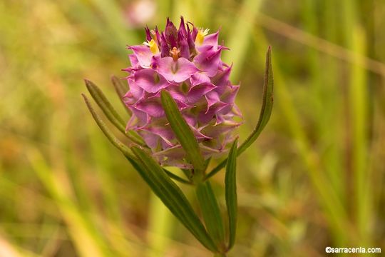 Plancia ëd Polygala cruciata L.