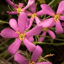 Image of slender rose gentian