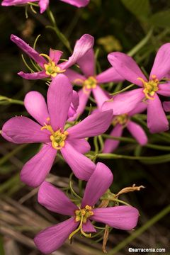 Image of slender rose gentian