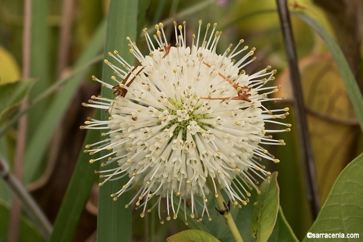 Image of common buttonbush