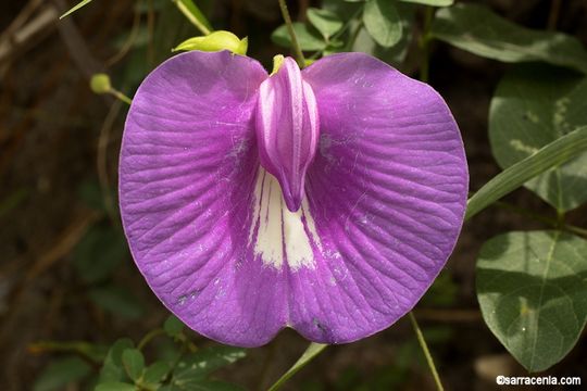 Image of spurred butterfly pea
