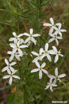 Image of lanceleaf rose gentian