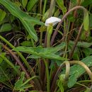 Image of White Arrow-Arum